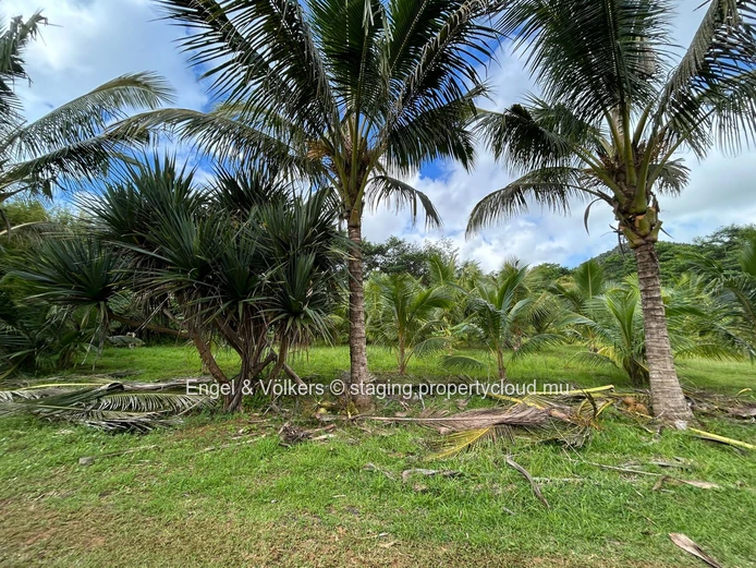 Commercial Land for Sale in Montagne Blanche — A Unique Investment Opportunity