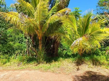 Land