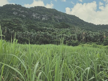 Agricultural Land