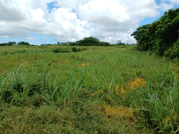 Agricultural Land