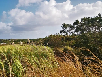 Terrain