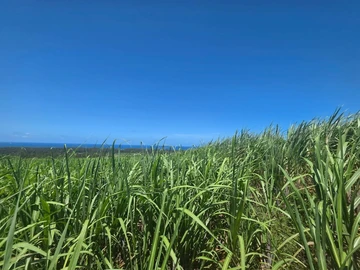 Agricultural Land