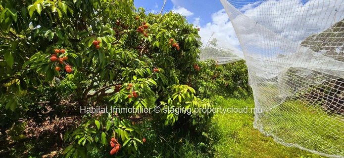Ce terrain agricole clôturé de 1 arpent 17 situé à La Flora est un véritable joyau