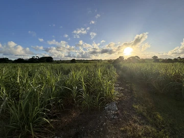 Agricultural Land