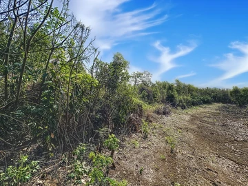 Terrain