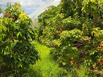 Agricultural Land