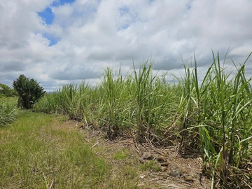 Agricultural Land