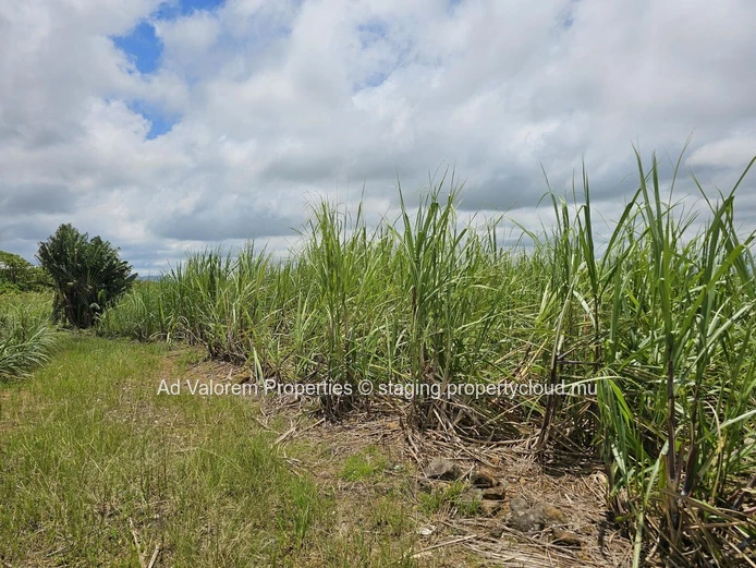 Terrain agricole à vendre à Britannia, Bois Chéri. 14.002m². Prix :