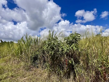 Agricultural Land