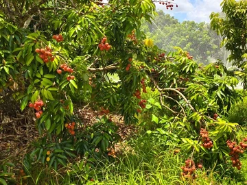 Agricultural Land