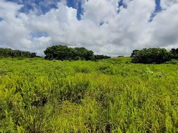 Agricultural Land