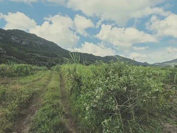 Agricultural Land