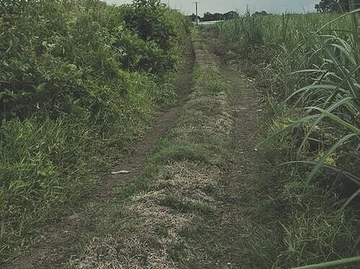 Agricultural Land