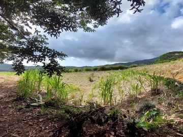 Agricultural Land