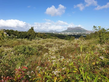 Residential Land